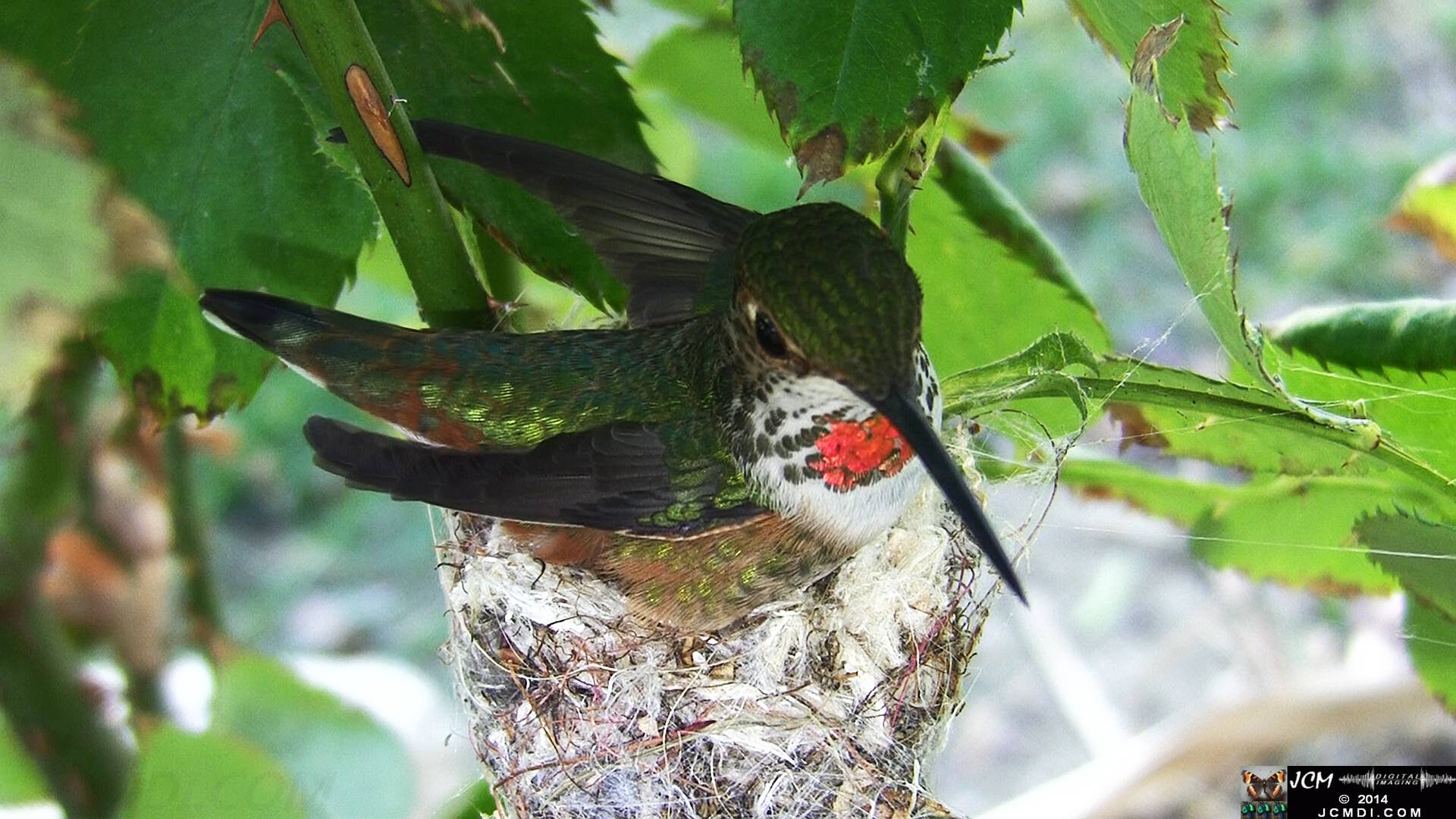 Allen's Hummingbird female in nest 